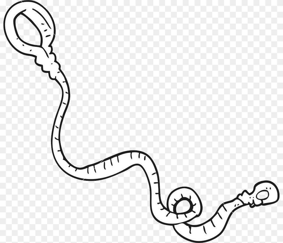 Leash, Animal, Reptile, Snake, Smoke Pipe Free Png