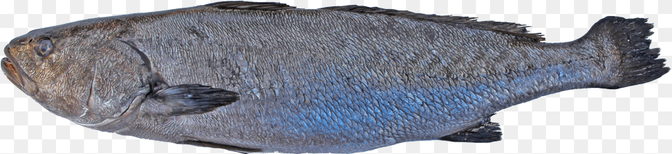 Leather Free Png Download