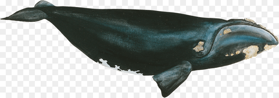 Leather, Animal, Mammal, Sea Life, Whale Png