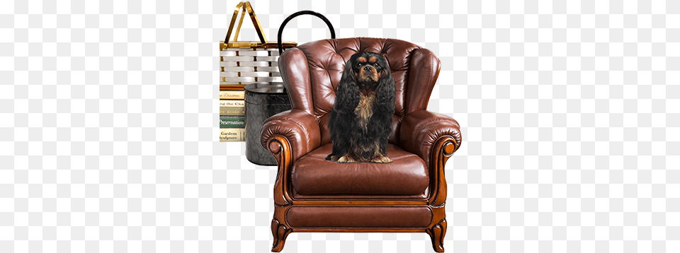 Leather Chair Fridge Magnet P Calm And Love Your King Ch Club Chair, Furniture, Animal, Canine, Dog Free Transparent Png
