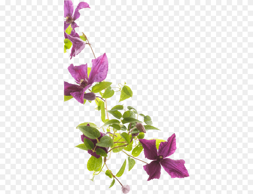 Leather Flower, Geranium, Petal, Plant, Purple Free Transparent Png