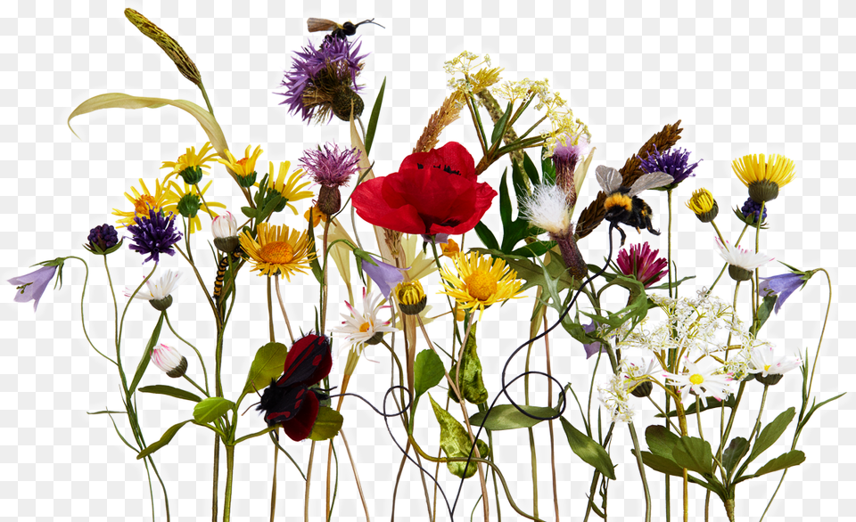 Leather Flowers Daisy, Flower Bouquet, Plant, Flower Arrangement, Flower Png