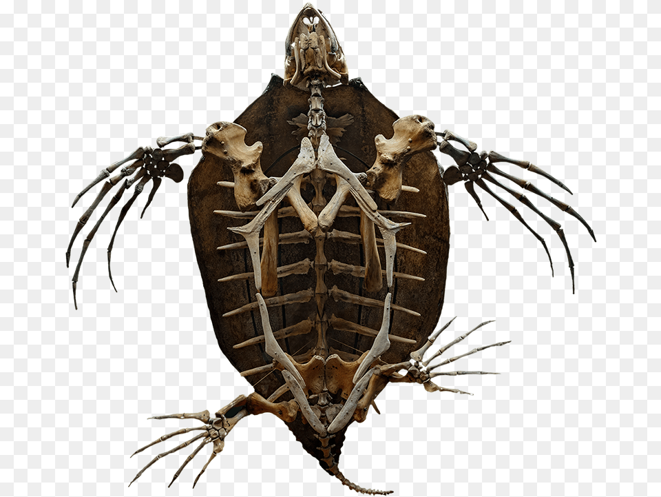 Leather Turtle Skeleton, Animal, Dinosaur, Reptile, Electronics Png Image