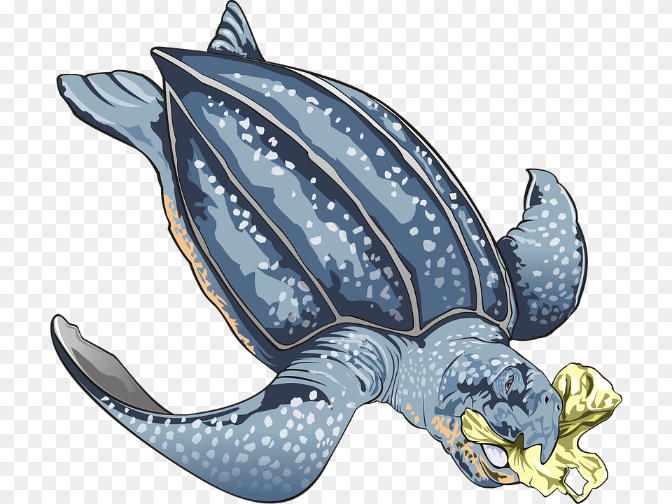 Leatherback Sea Turtle Clipart, Animal, Reptile, Sea Life, Sea Turtle Free Png Download