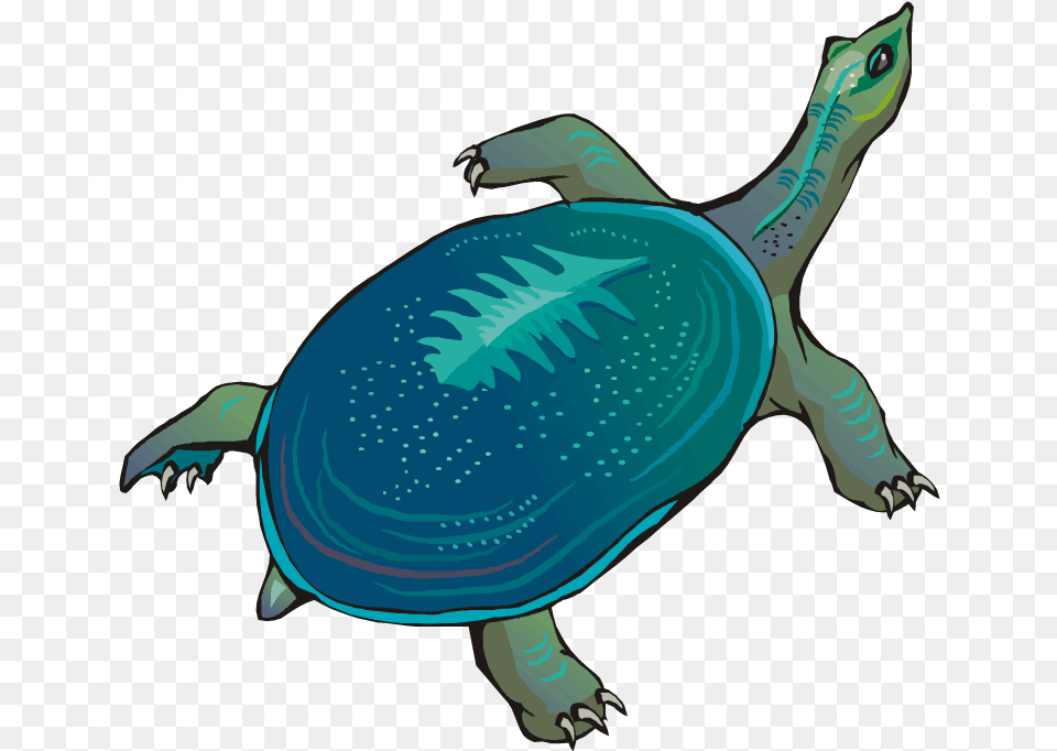 Leathery Clipart, Animal, Reptile, Sea Life, Tortoise Png