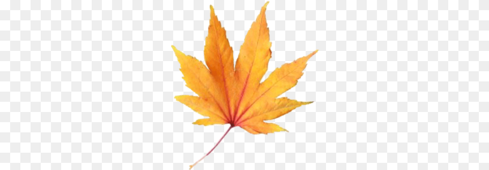 Leave Fall Aesthetic Freetoedit, Leaf, Plant, Tree, Maple Leaf Free Transparent Png