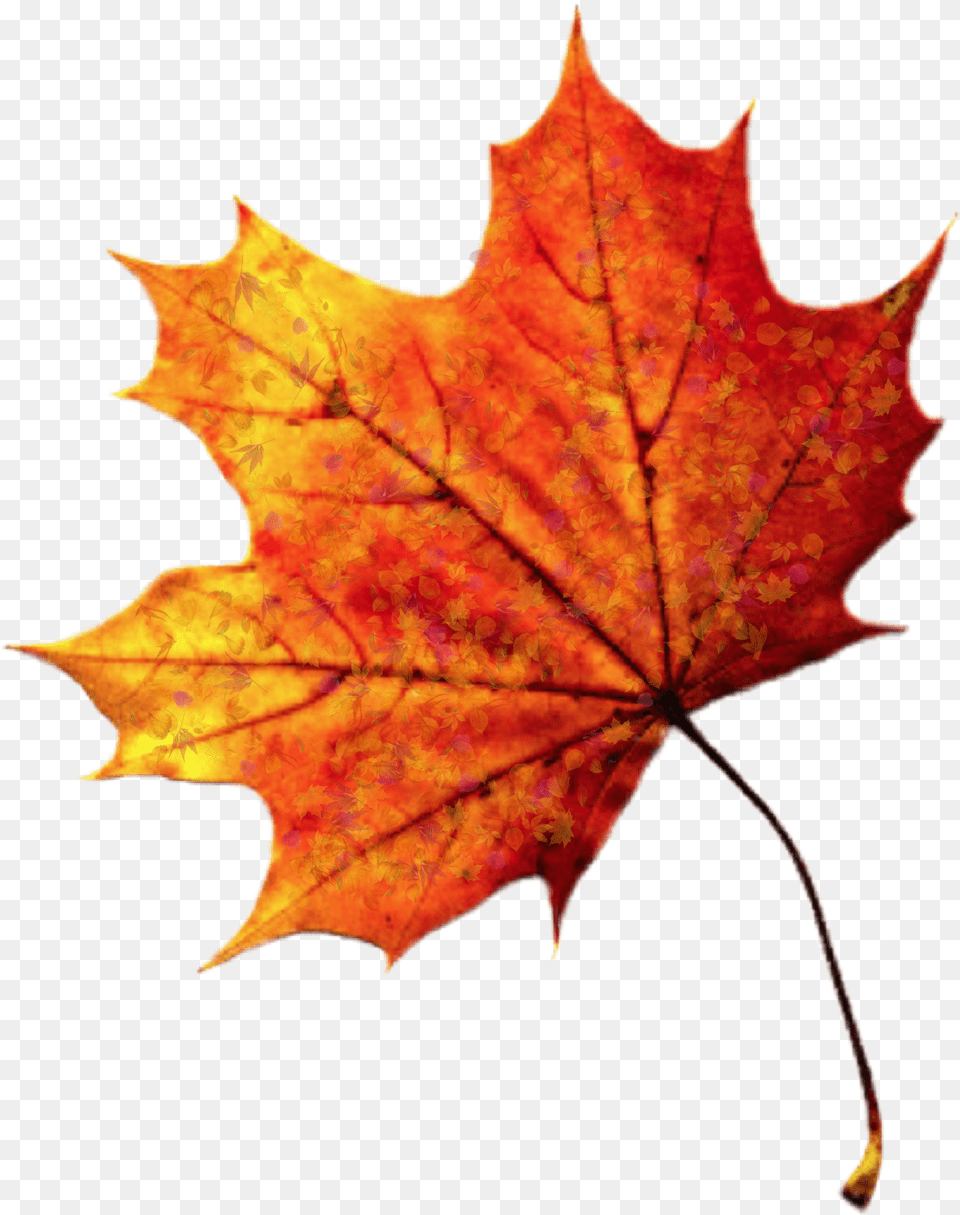 Leave Leaf Leaves Fall Autumn Autumnleaves Maple Leaf Transparent Background Png