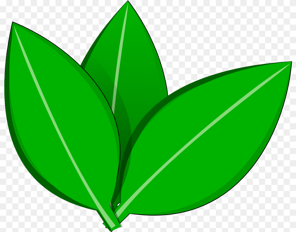 Leave Vector 4 Vector Tree Leaf, Green, Herbal, Herbs, Plant Free Transparent Png