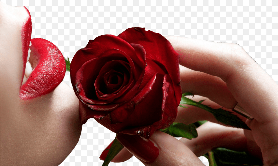 Leave Your Thought Cancelar Respuesta Garden Roses, Flower, Plant, Rose, Body Part Png