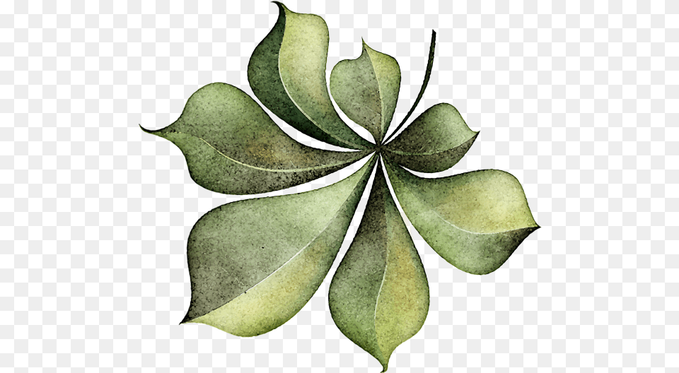 Leaves 1 Illustration, Leaf, Plant, Tree, Annonaceae Png Image