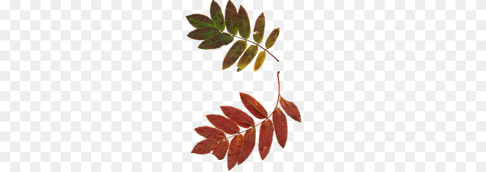 Leaves Leaf, Plant, Astragalus, Flower Png
