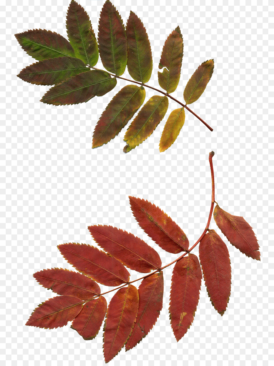 Leaves Leaf, Plant, Tree, Herbal Free Transparent Png