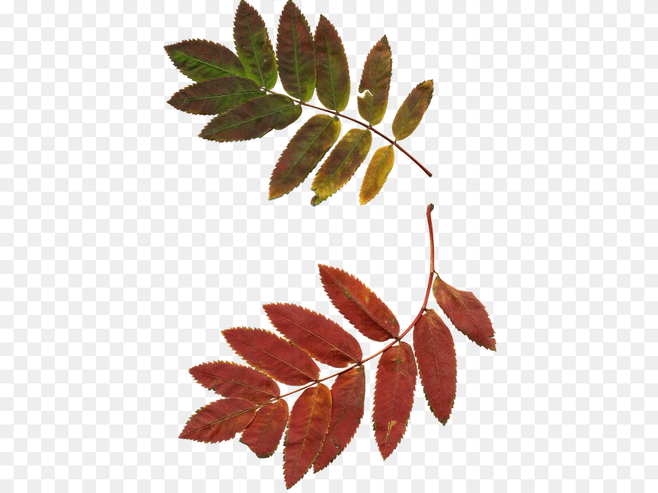 Leaves Leaf, Plant, Tree, Herbal Free Png