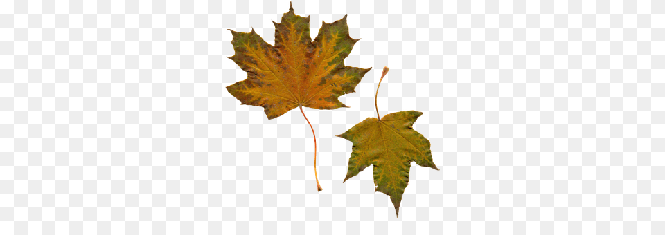 Leaves Leaf, Plant, Tree, Maple Free Png Download