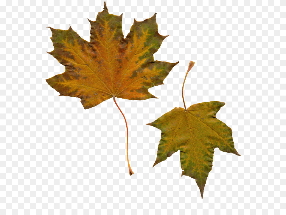 Leaves Leaf, Plant, Tree, Maple Free Png Download