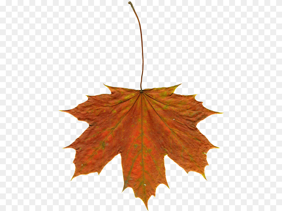 Leaves Leaf, Plant, Tree, Maple Free Transparent Png