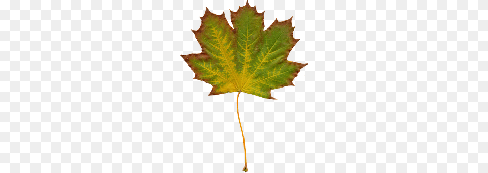 Leaves Leaf, Plant, Tree, Maple Leaf Free Transparent Png