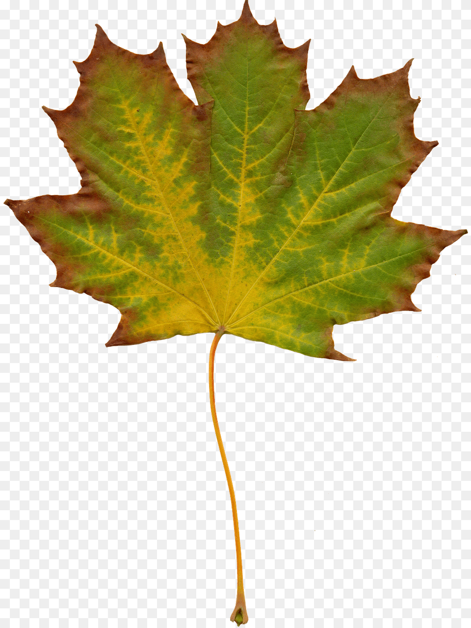 Leaves Leaf, Plant, Tree, Maple Leaf Png Image