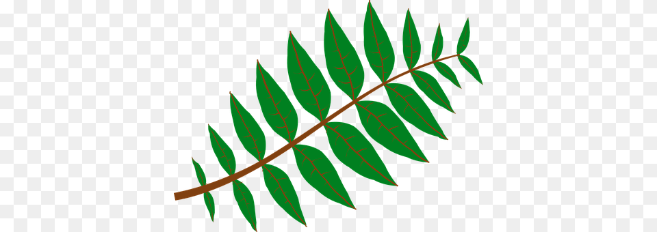 Leaves Leaf, Plant, Tree, Vegetation Png