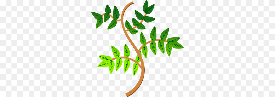 Leaves Herbal, Herbs, Leaf, Plant Free Transparent Png