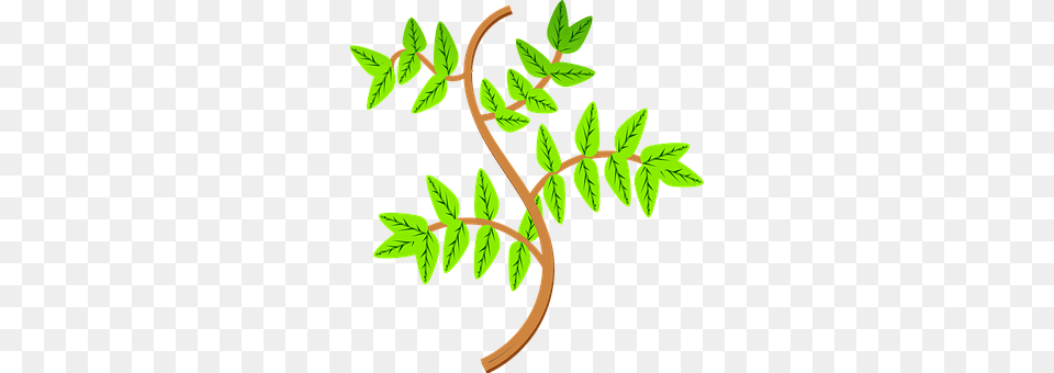 Leaves Herbal, Herbs, Leaf, Plant Png