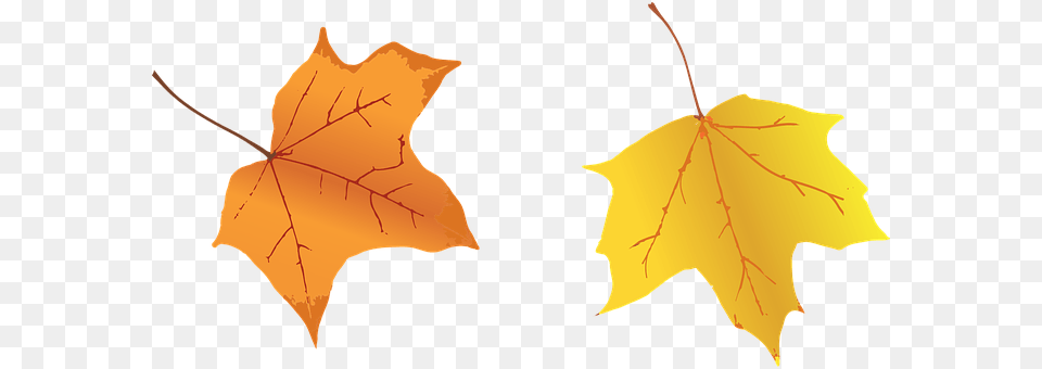 Leaves Leaf, Plant, Tree, Maple Leaf Free Png Download