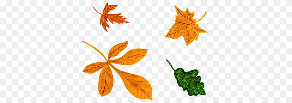 Leaves Leaf, Plant, Tree, Maple Leaf Free Transparent Png