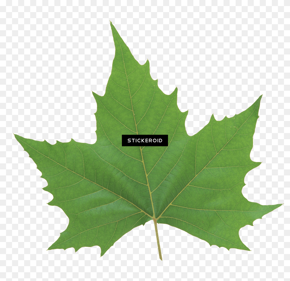 Leaves, Leaf, Oak, Plant, Sycamore Free Transparent Png