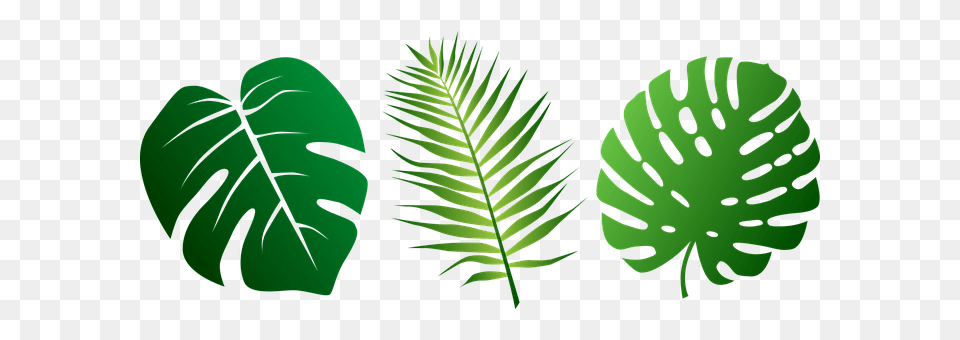 Leaves Fern, Green, Leaf, Plant Png