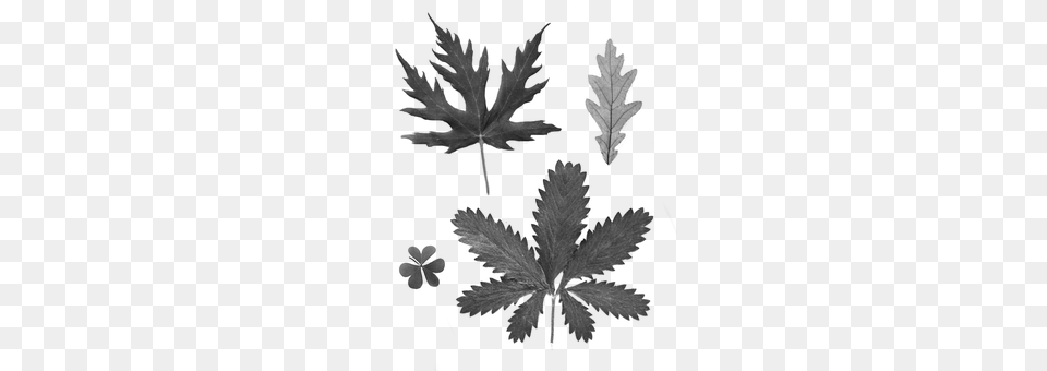 Leaves Gray Png Image