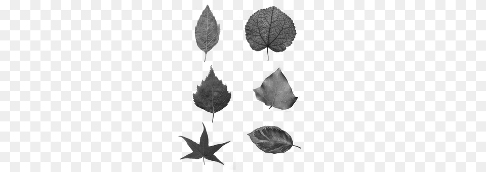 Leaves Gray Free Transparent Png