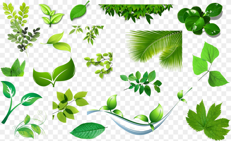 Leaves, Vegetation, Tree, Rainforest, Plant Free Png Download
