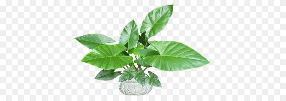 Leaves Flower, Leaf, Plant, Potted Plant Png Image