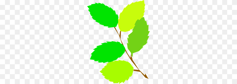 Leaves Leaf, Plant, Person Png