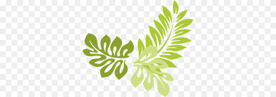 Leaves Plant, Leaf, Art, Herbs Free Png