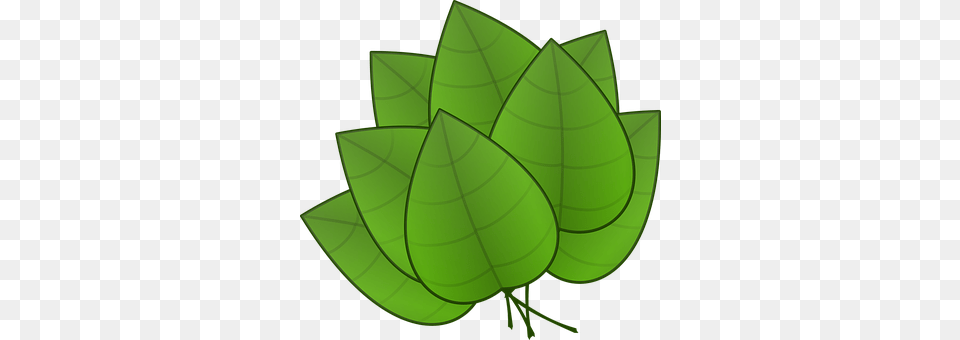Leaves Green, Leaf, Plant, Herbal Free Png Download