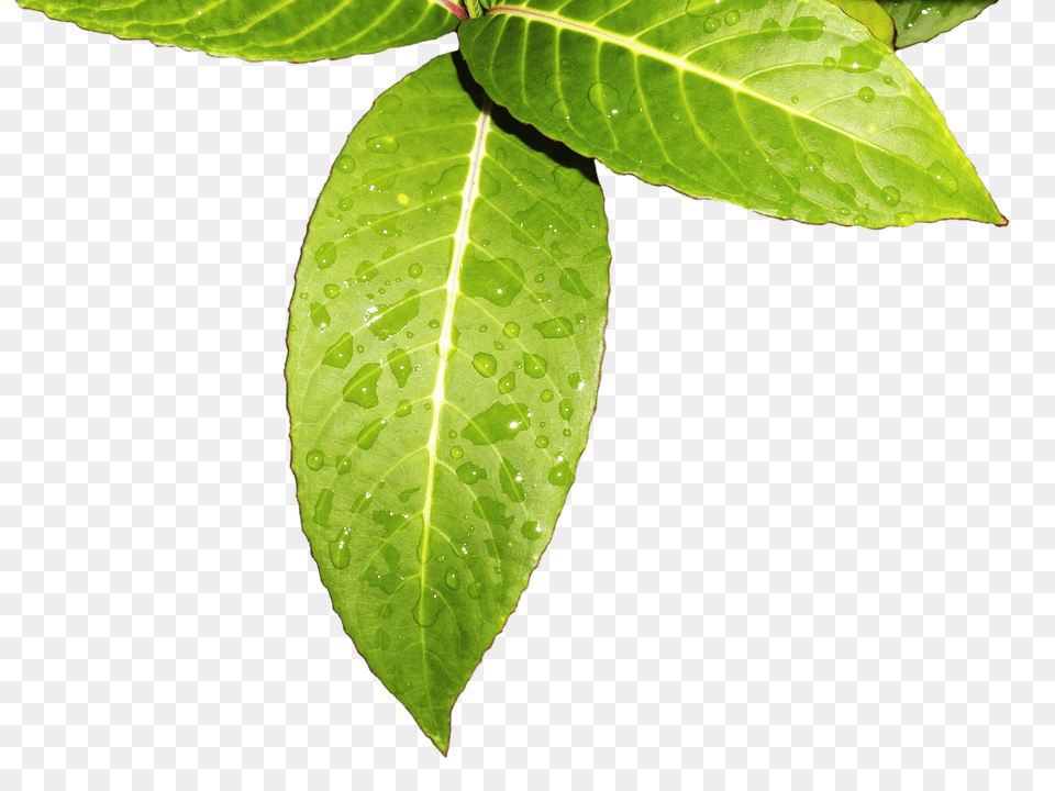 Leaves Leaf, Plant, Tree, Flower Png