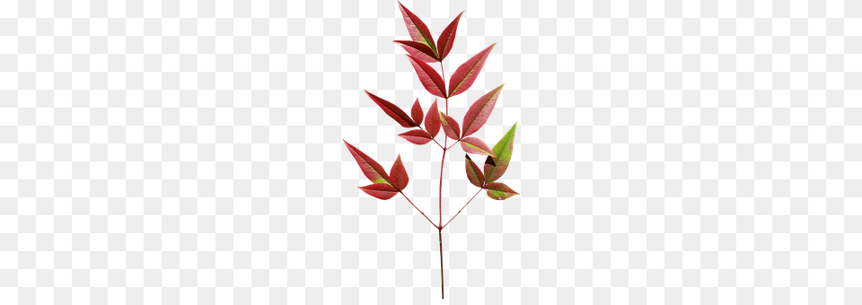 Leaves Leaf, Plant, Tree, Art Free Png Download