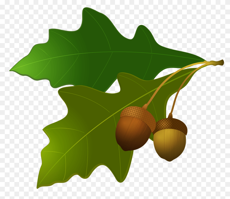 Leaves, Vegetable, Food, Grain, Produce Free Png Download