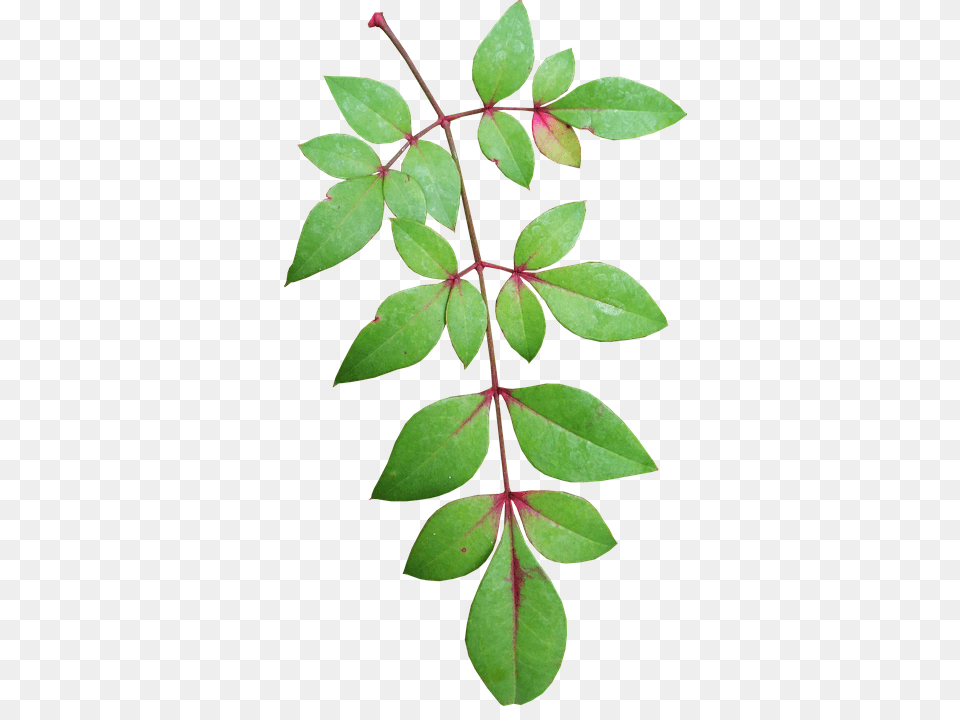 Leaves Leaf, Plant, Annonaceae, Tree Png