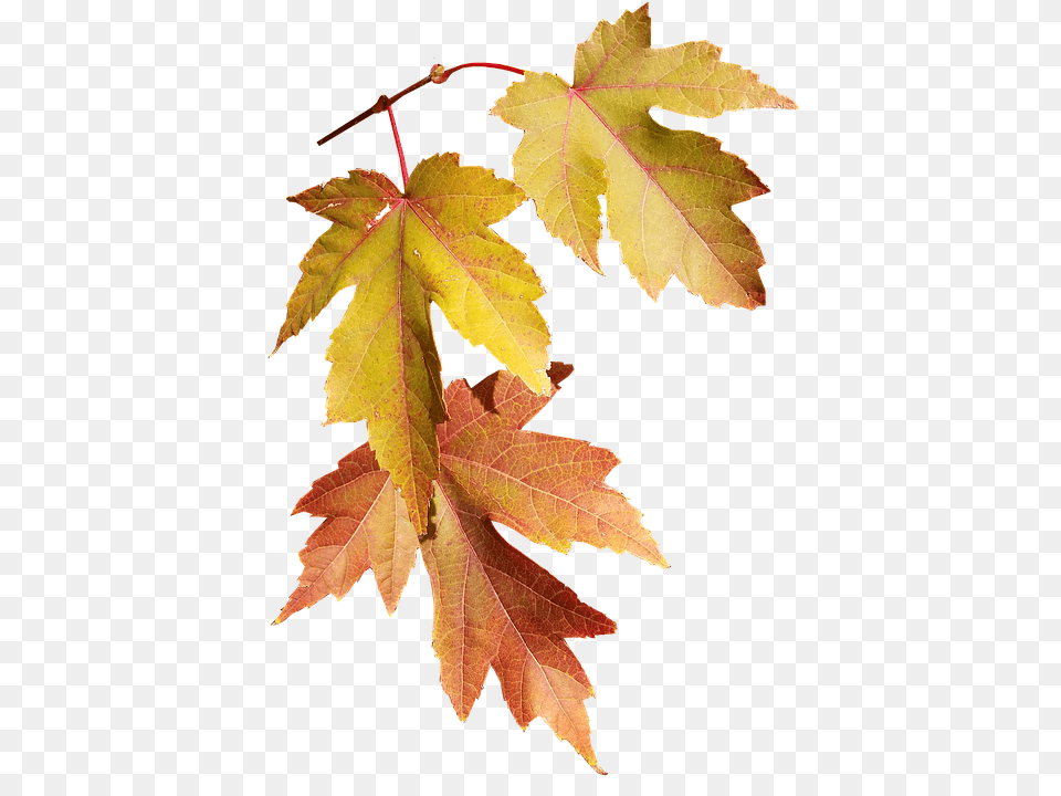 Leaves Leaf, Maple, Plant, Tree Free Png