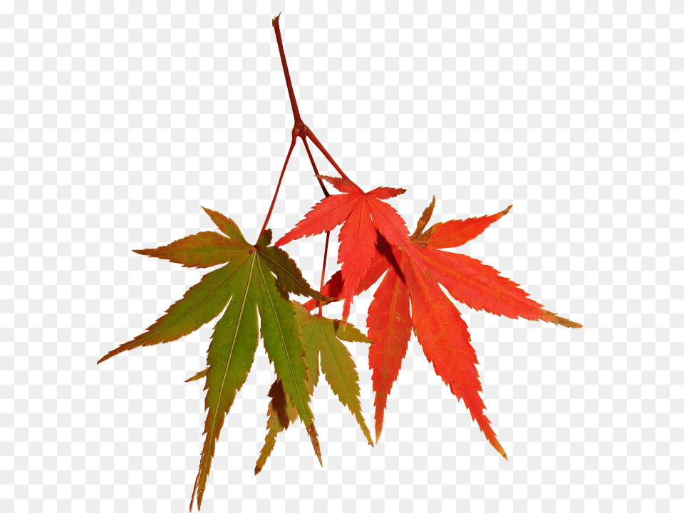 Leaves Leaf, Maple, Plant, Tree Free Png Download