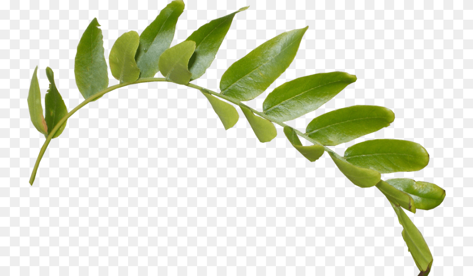 Leaves, Green, Leaf, Plant, Herbal Png