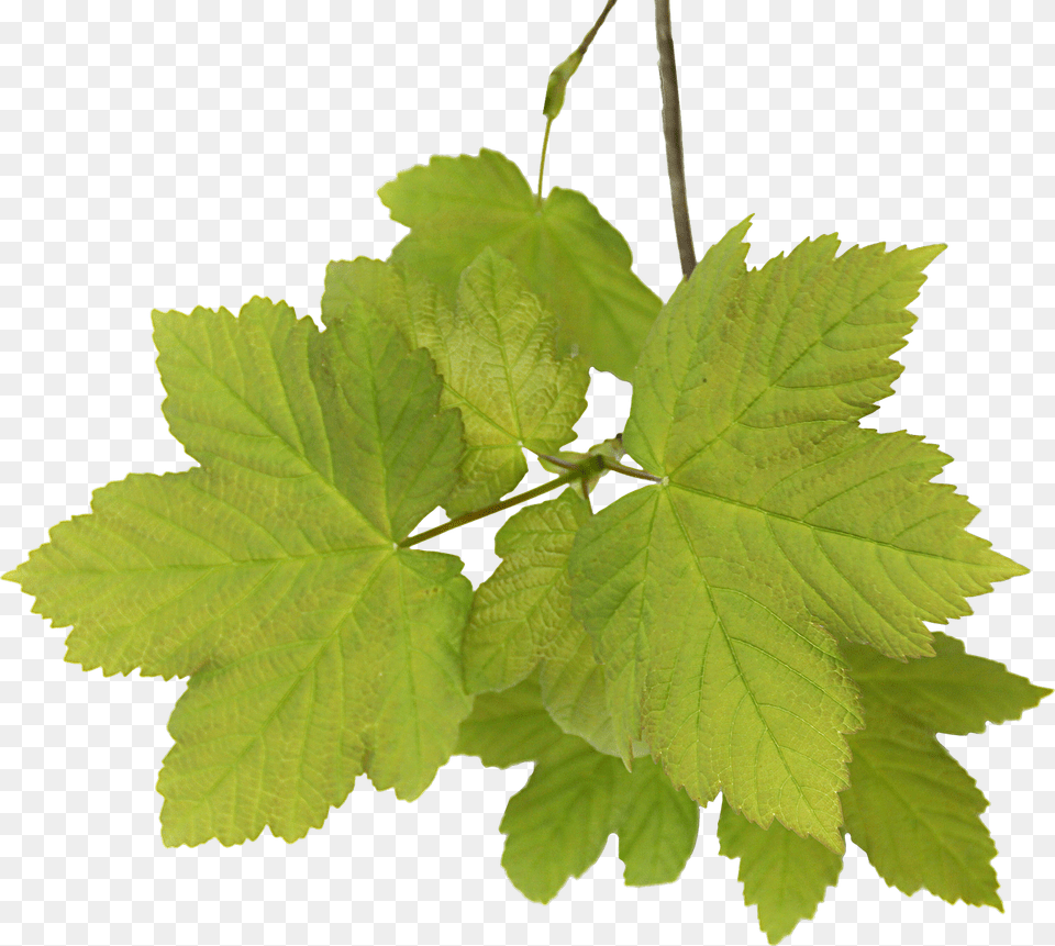 Leaves Acer Free Picture Feuilles, Leaf, Oak, Plant, Sycamore Png Image