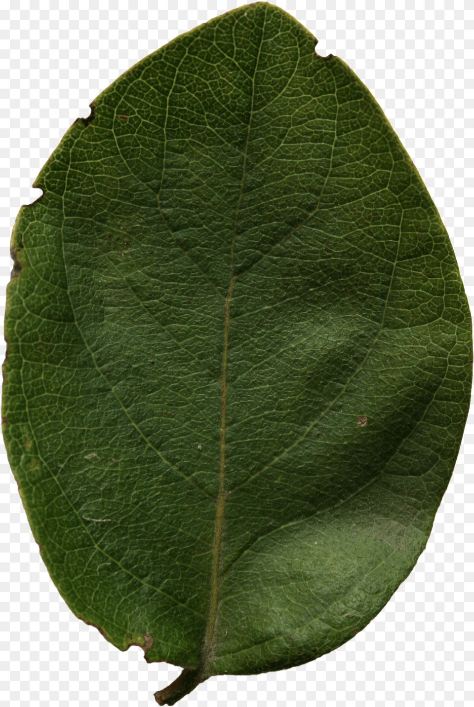 Leaves American Aspen Free Png Download