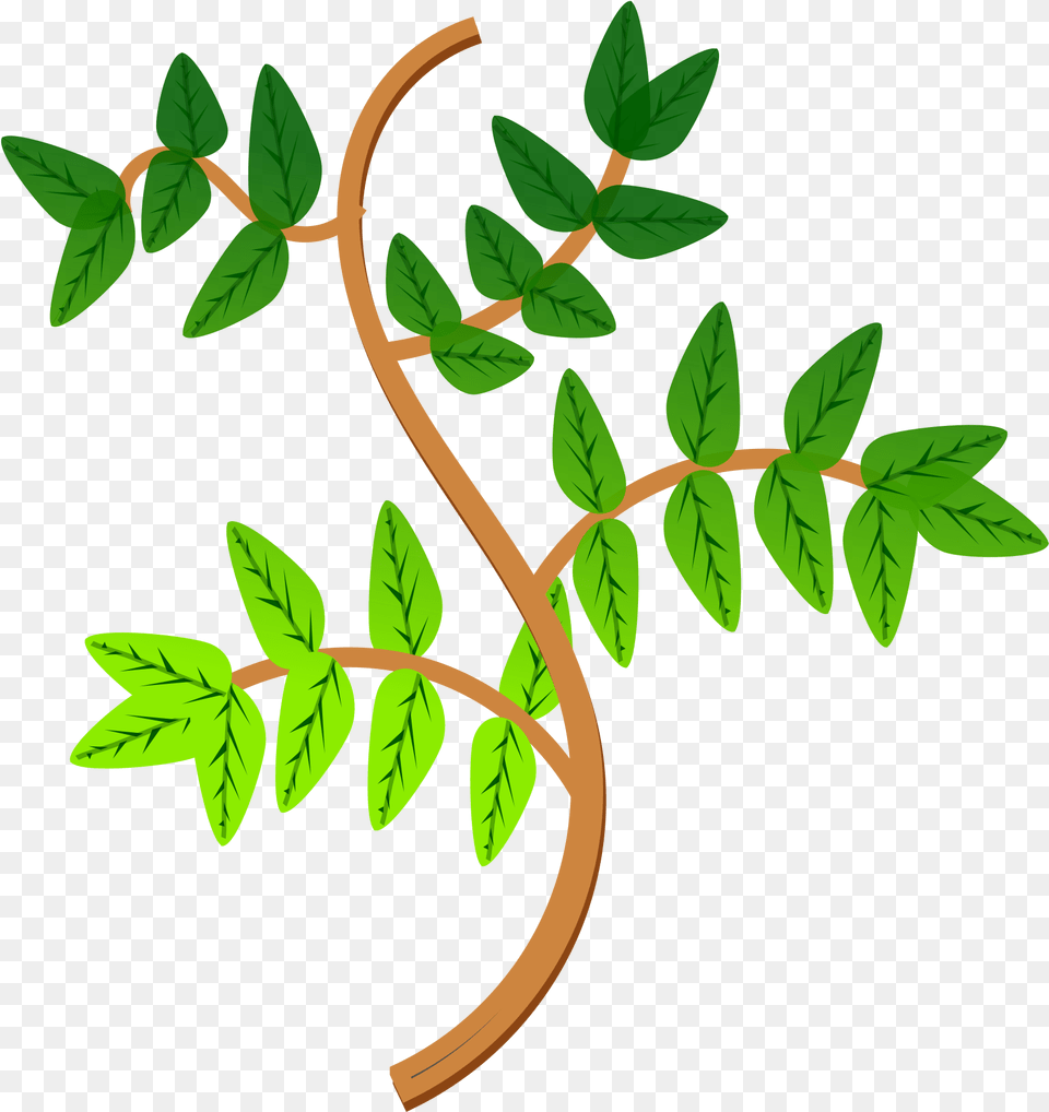 Leaves And Branches 2 Clip Arts Clipart Branches, Herbal, Herbs, Leaf, Plant Png
