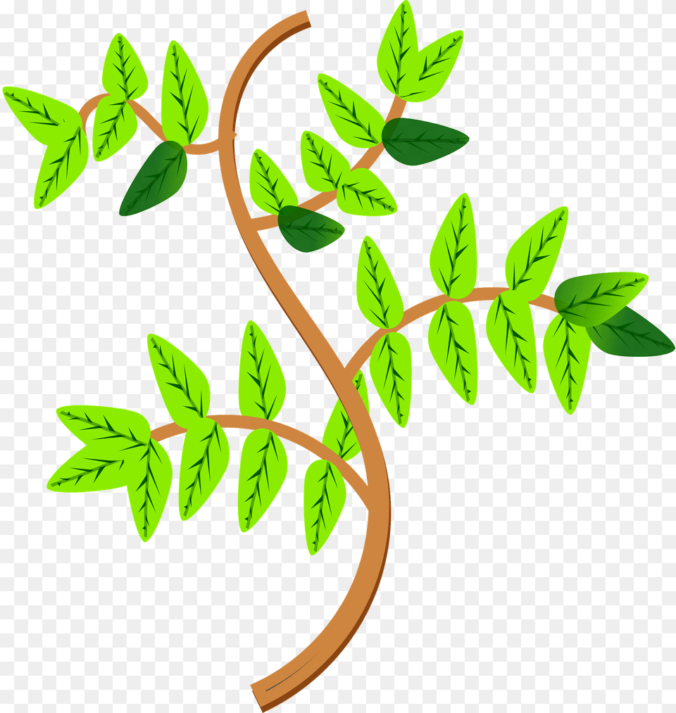 Leaves And Branches Clipart, Green, Herbal, Herbs, Leaf Free Transparent Png