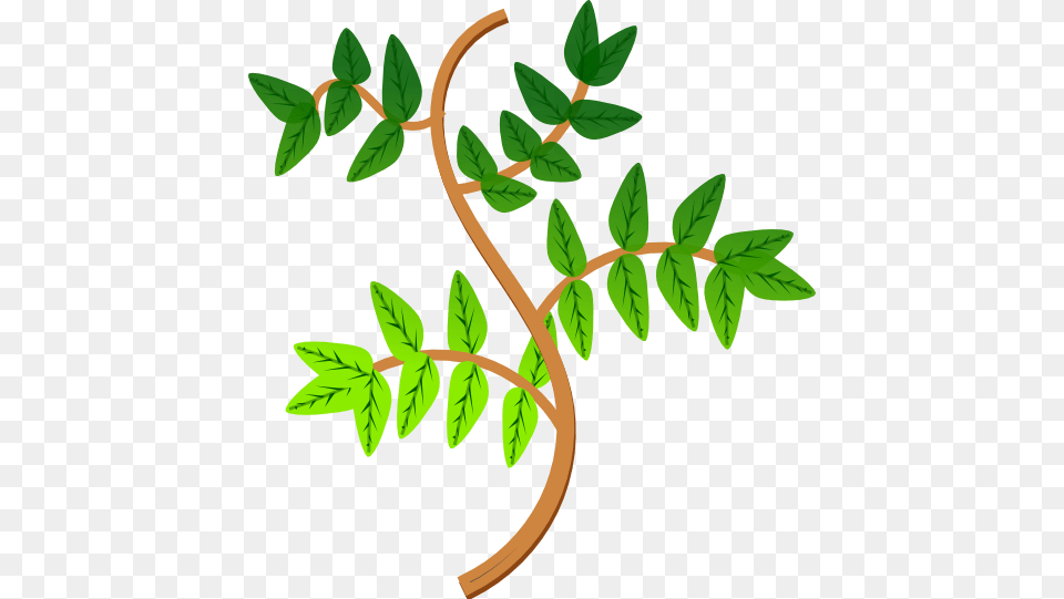 Leaves And Branches Clipart, Herbal, Herbs, Leaf, Plant Free Transparent Png