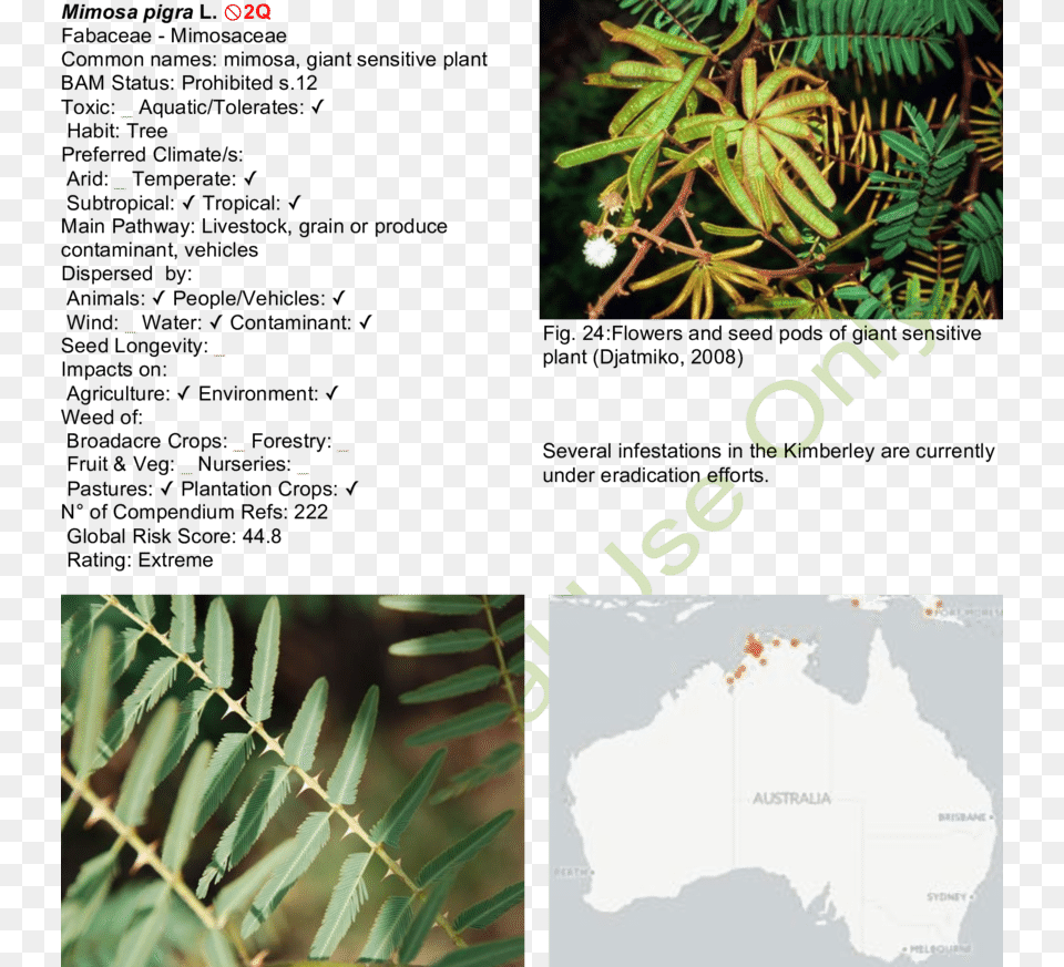 Leaves And Spines Of Giant Sensitive Plant Mimosa Diplotricha, Vegetation, Leaf, Tree, Rainforest Free Transparent Png