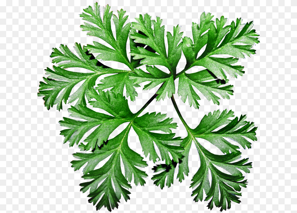 Leaves Anemone Plant Garden Greenery Anemone Leaves, Herbs, Parsley, Leaf Free Png Download